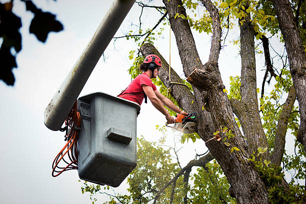 Professional Tree Removal and Landscaping Services in Forest Lake, IL